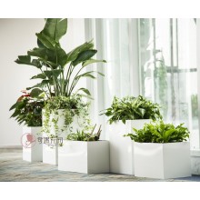 專注室內(nèi)綠植服務(wù)8年，綠植租賃，免費(fèi)養(yǎng)護(hù)，一站式商務(wù)空間
